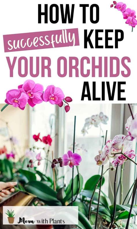 good morning orchid|How to Care for Orchids